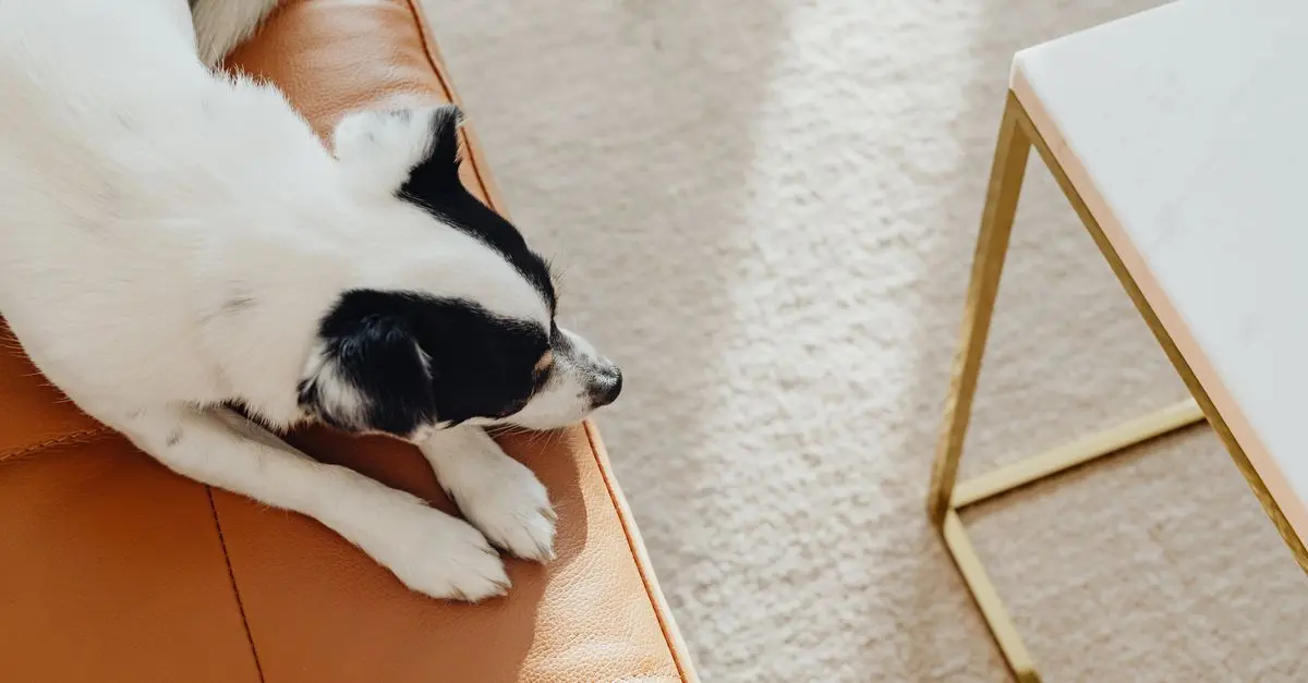6 astuces pour choisir des meubles résistants aux animaux
